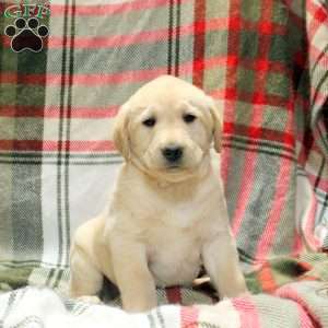 Winston, Golden Labrador Puppy