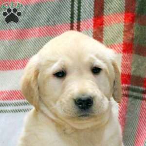 Winston, Golden Labrador Puppy