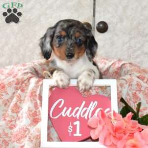 Wish, Dachshund Puppy