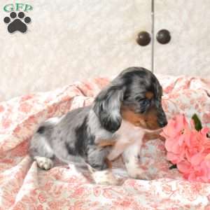 Wish, Dachshund Puppy