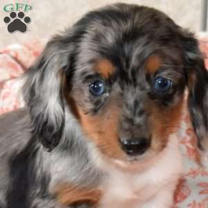 Wish, Dachshund Puppy
