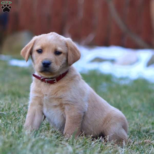 Wonder, Fox Red Labrador Retriever Puppy