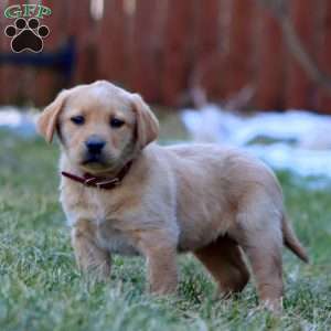 Wonder, Fox Red Labrador Retriever Puppy