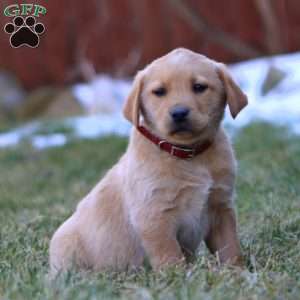 Wonder, Fox Red Labrador Retriever Puppy