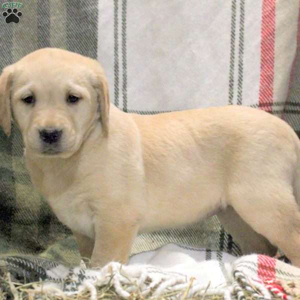 Wren, Golden Labrador Puppy