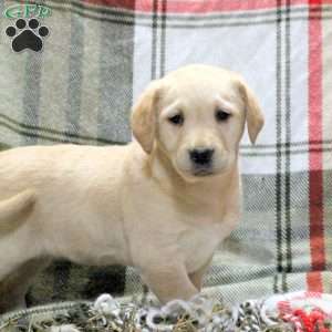 Wren, Golden Labrador Puppy