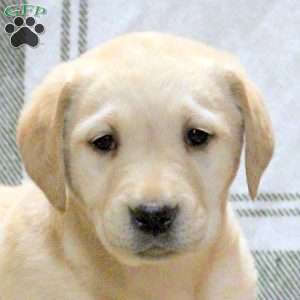 Wren, Golden Labrador Puppy
