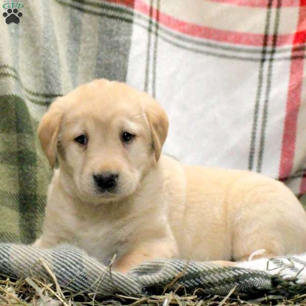 Wyatt, Golden Labrador Puppy