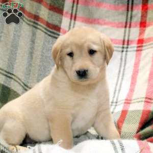 Wyatt, Golden Labrador Puppy