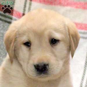 Wyatt, Golden Labrador Puppy