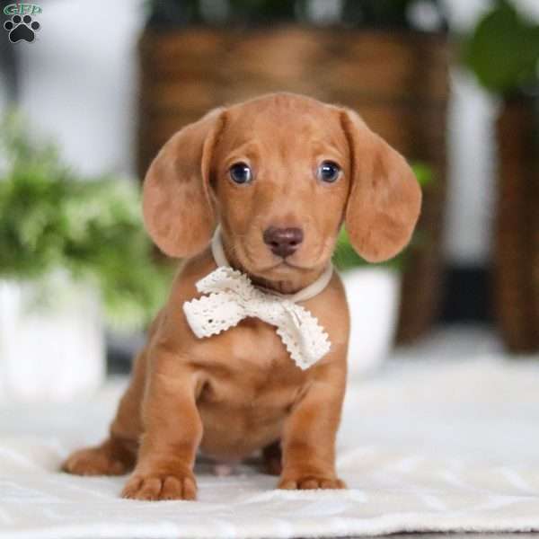 Wyatt, Dachshund Puppy