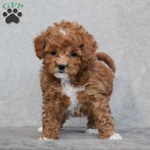 Wyola, Cavapoo Puppy