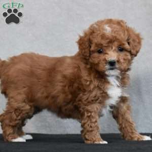 Wyola, Cavapoo Puppy