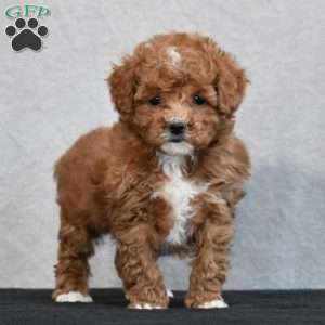 Wyola, Cavapoo Puppy