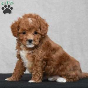 Wyola, Cavapoo Puppy