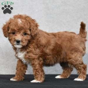 Wyola, Cavapoo Puppy