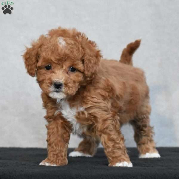 Wyola, Cavapoo Puppy