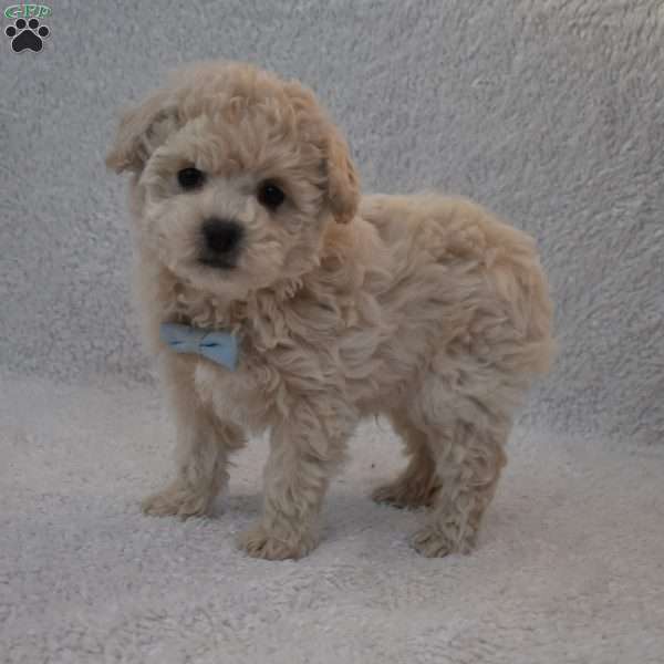 Teddy, Toy Poodle Mix Puppy