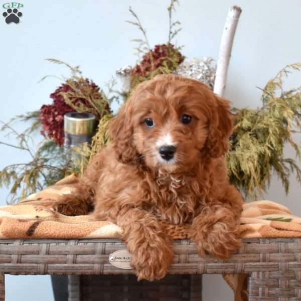 Yogi, Cavapoo Puppy