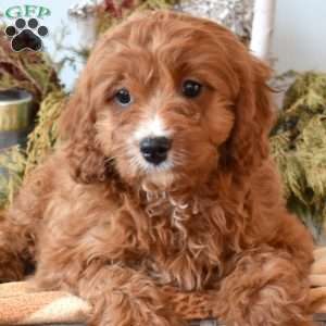 Yogi, Cavapoo Puppy