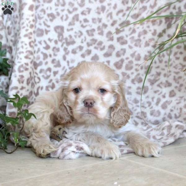 Zach, Cocker Spaniel Puppy