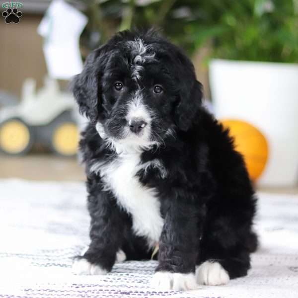 Zane, Bernedoodle Puppy