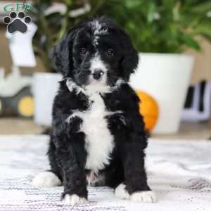 Zane, Bernedoodle Puppy