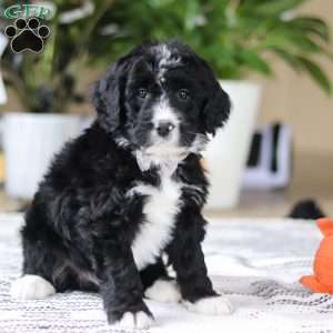 Zane, Bernedoodle Puppy