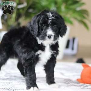 Zane, Bernedoodle Puppy
