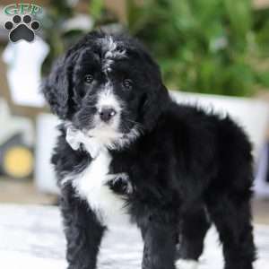 Zane, Bernedoodle Puppy