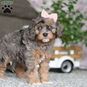 Zena, Cavapoo Puppy