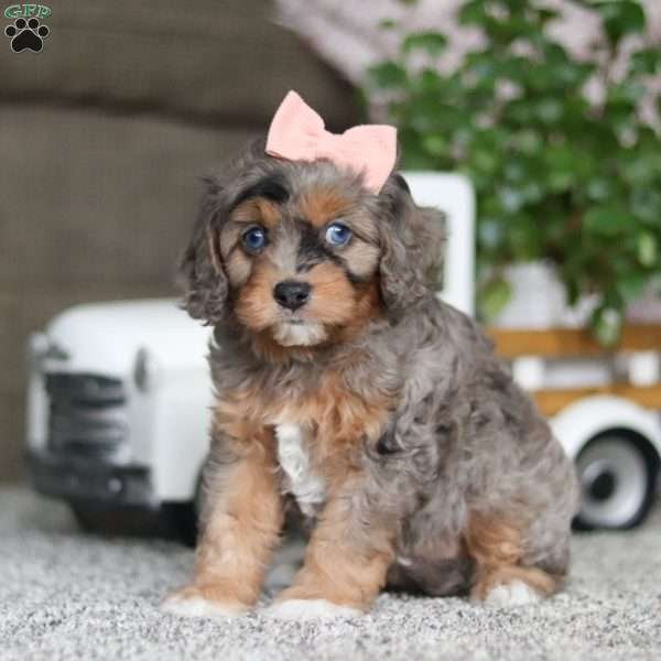 Zena, Cavapoo Puppy