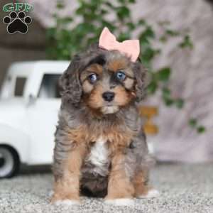 Zena, Cavapoo Puppy