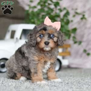 Zena, Cavapoo Puppy