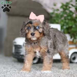 Zena, Cavapoo Puppy