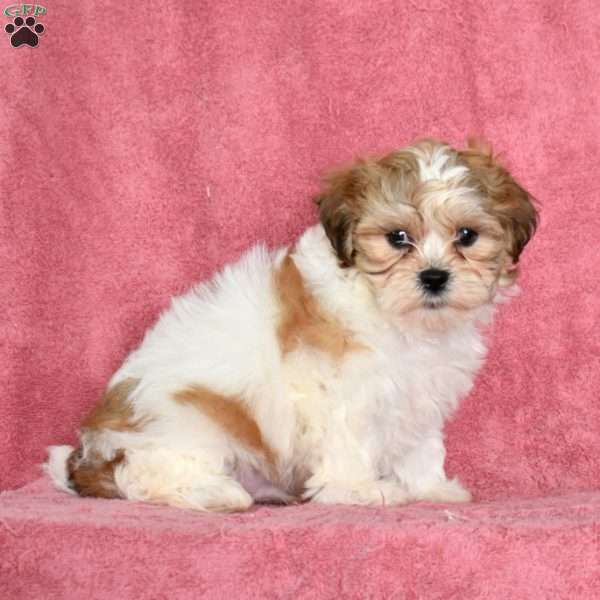 Zeus, Teddy Bear Puppy