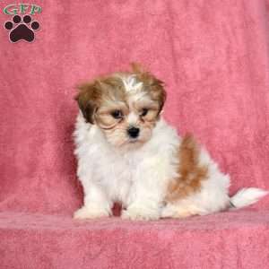 Zeus, Teddy Bear Puppy