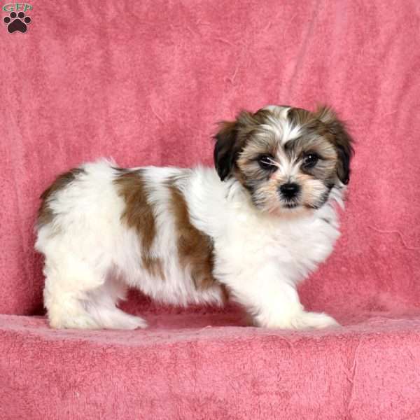 Ziggy, Teddy Bear Puppy