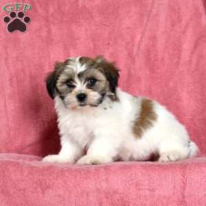 Ziggy, Teddy Bear Puppy