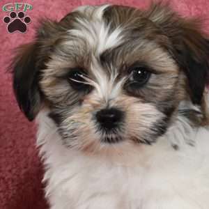 Ziggy, Teddy Bear Puppy