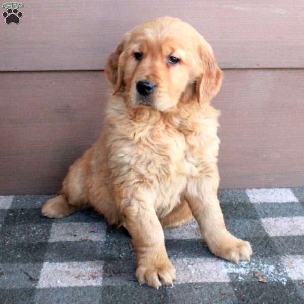 Zipper, Golden Retriever Puppy