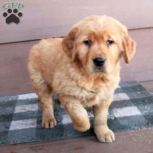 Zipper, Golden Retriever Puppy