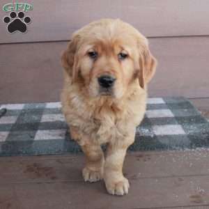 Zipper, Golden Retriever Puppy