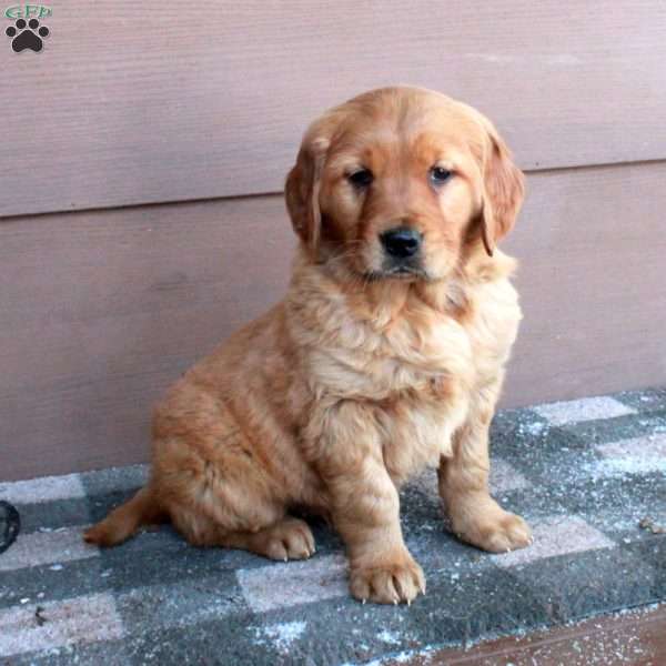 Zoey, Golden Retriever Puppy