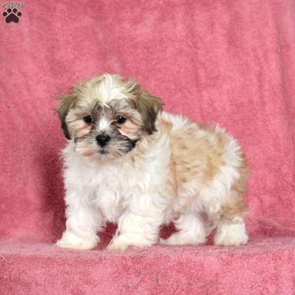 Zoey, Teddy Bear Puppy