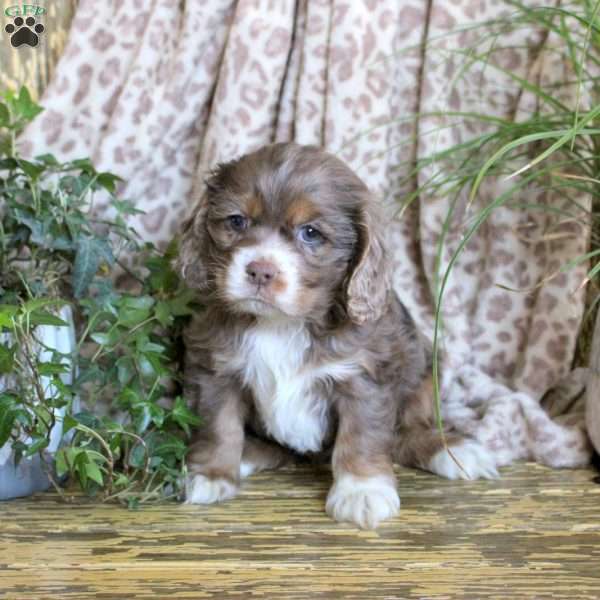 Zoey, Cocker Spaniel Puppy