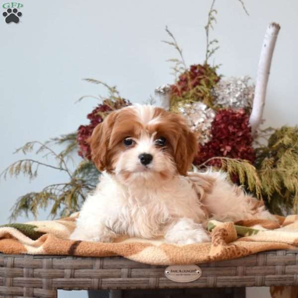 Zoey, Cavapoo Puppy