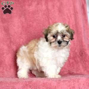 Zoey, Teddy Bear Puppy