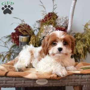 Zoey, Cavapoo Puppy