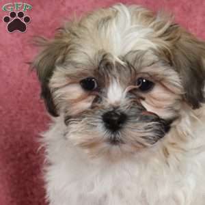 Zoey, Teddy Bear Puppy